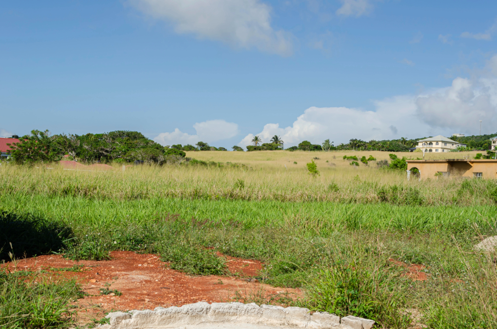 Grass Field